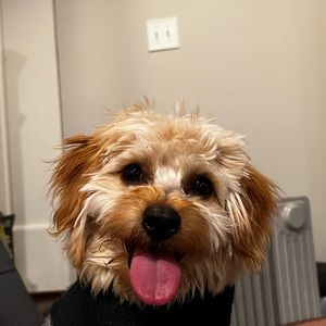 Meet your Posher, Alex